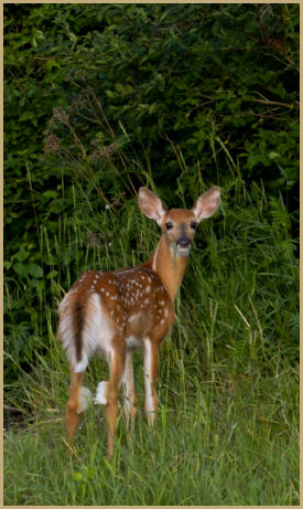 White Tail Deer, Iron County, Michigan