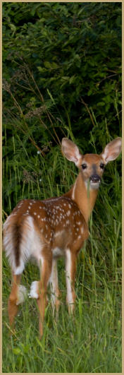White Tailed Deer, Iron County, Michigan